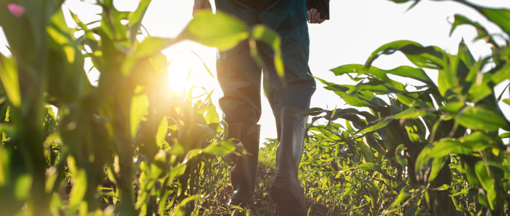 A farmer wearing boots walking through a field of crops