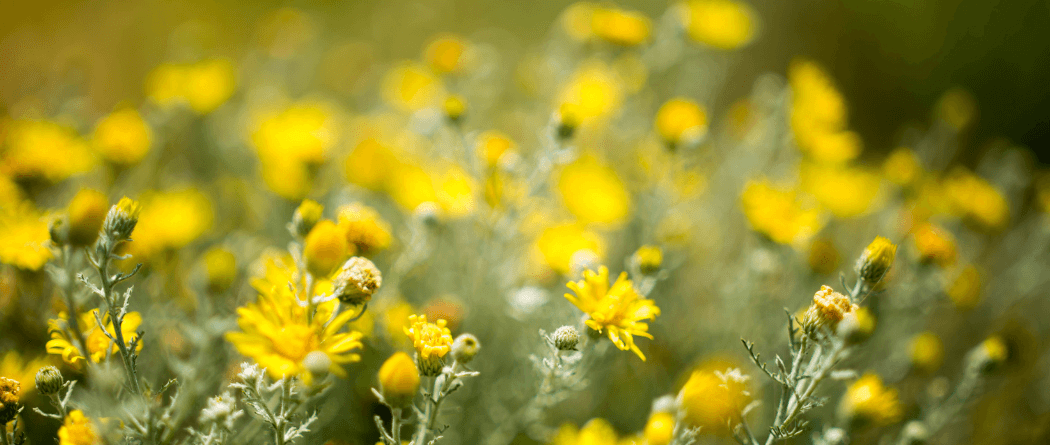 Field of yellow flowers